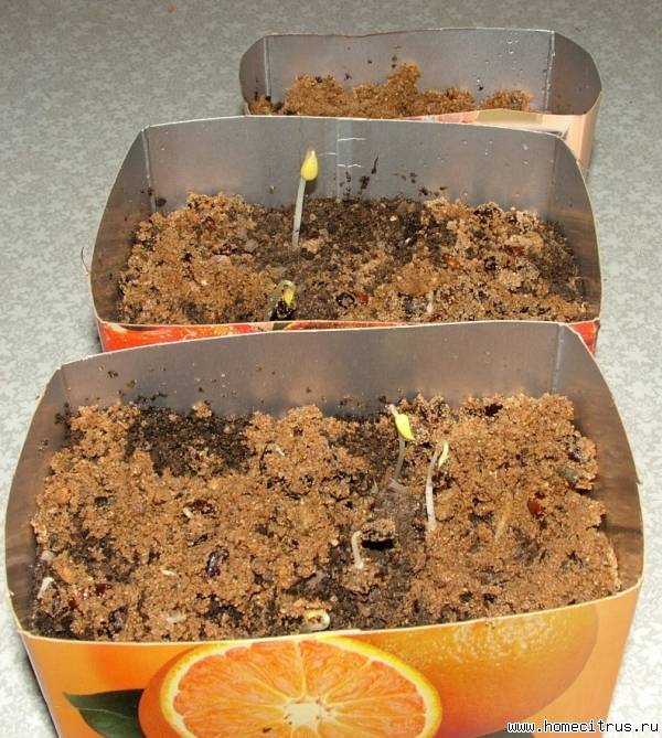 Выращивание яблони из семян в домашних условиях: как вырастить, через сколько прорастает, посадка семечки