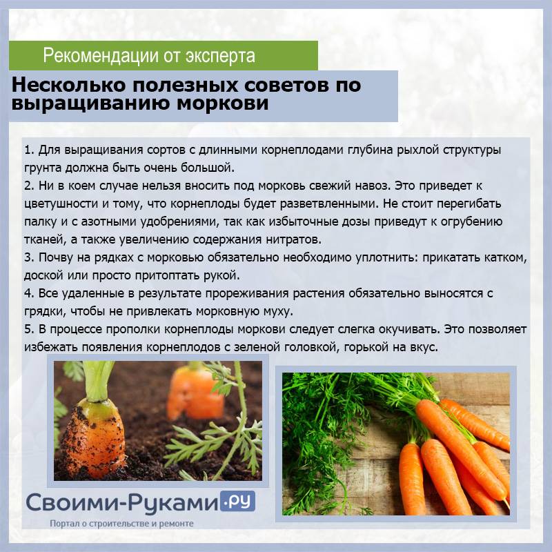 ✅ посадка моркови: когда и как сажать в открытый грунт, виды посадок, уход и сбор урожая