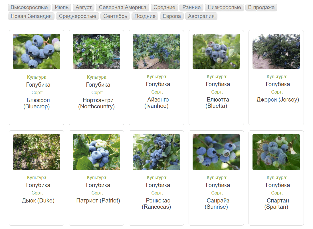 Голубика дюк: описание сорта с характеристикой и отзывами, особенности посадки и выращивания, фото