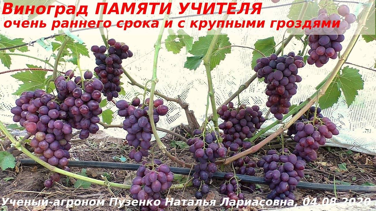 Подробное описание сорта винограда "памяти учителя"