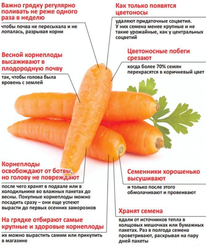 Проредить морковь на грядке в открытом грунте: как правильно прореживать и прореживание
