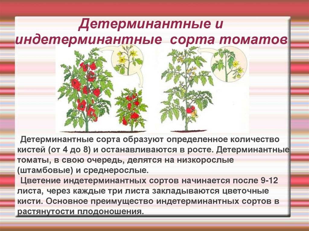 Штамбовые сорта томатов с описанием и фото для теплиц