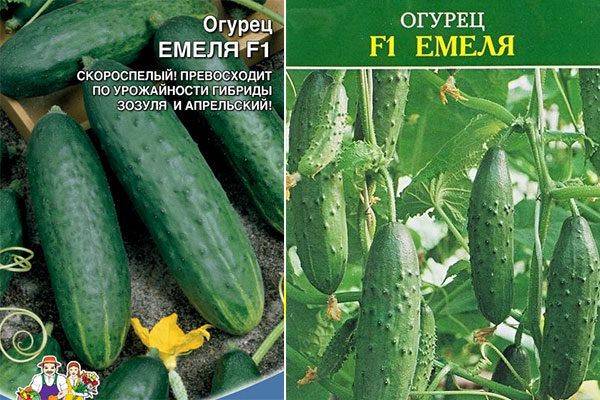 Огурцы емеля f1: характеристика и описание сорта, особенности выращивания и ухода, фото