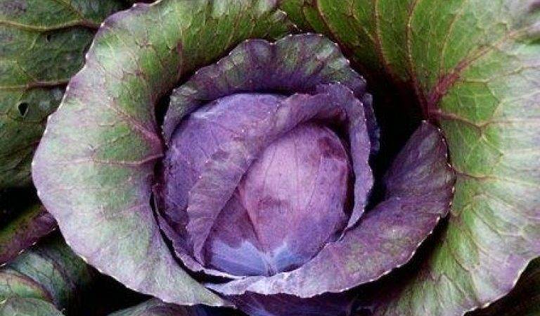 У капусты фиолетовые листья: что делать, почему, в чем причина