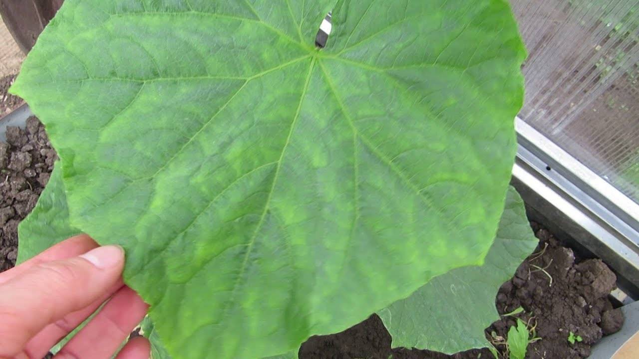 Почему белеют и сохнут листья у огурцов после высадки в грунт