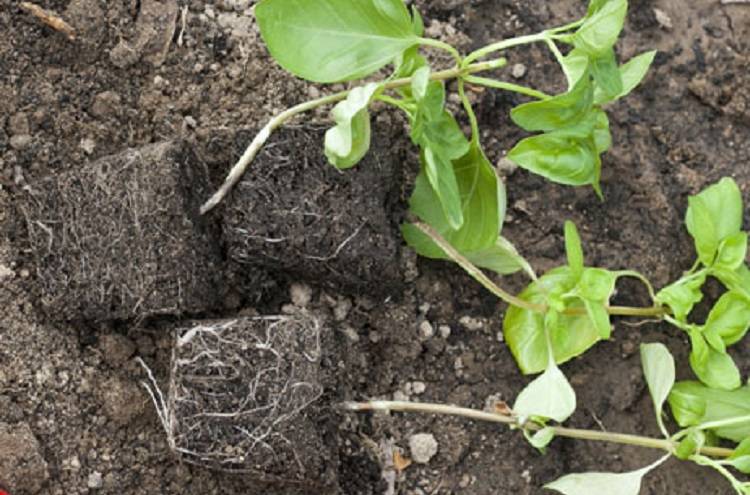 Как сажать базилик: выращивание в открытом грунте семенами или рассадой