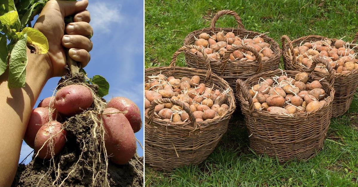 Как правильно посадить картофель, чтобы получить хороший урожай? — как правильно сажать картофель чтобы получить хороший урожай — про огород