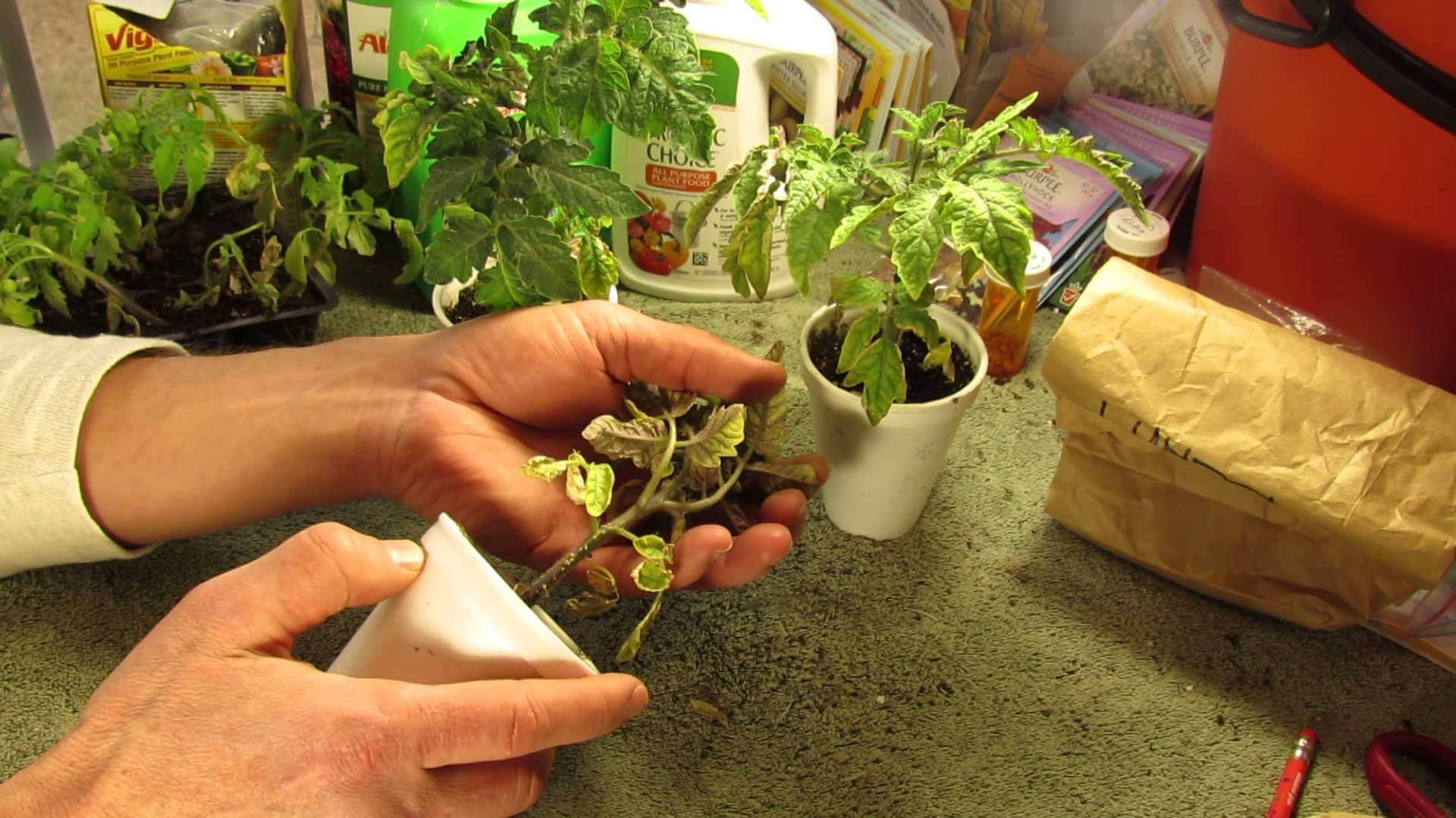 Выращивание томатов по методу терёхиных, пикировка рассады