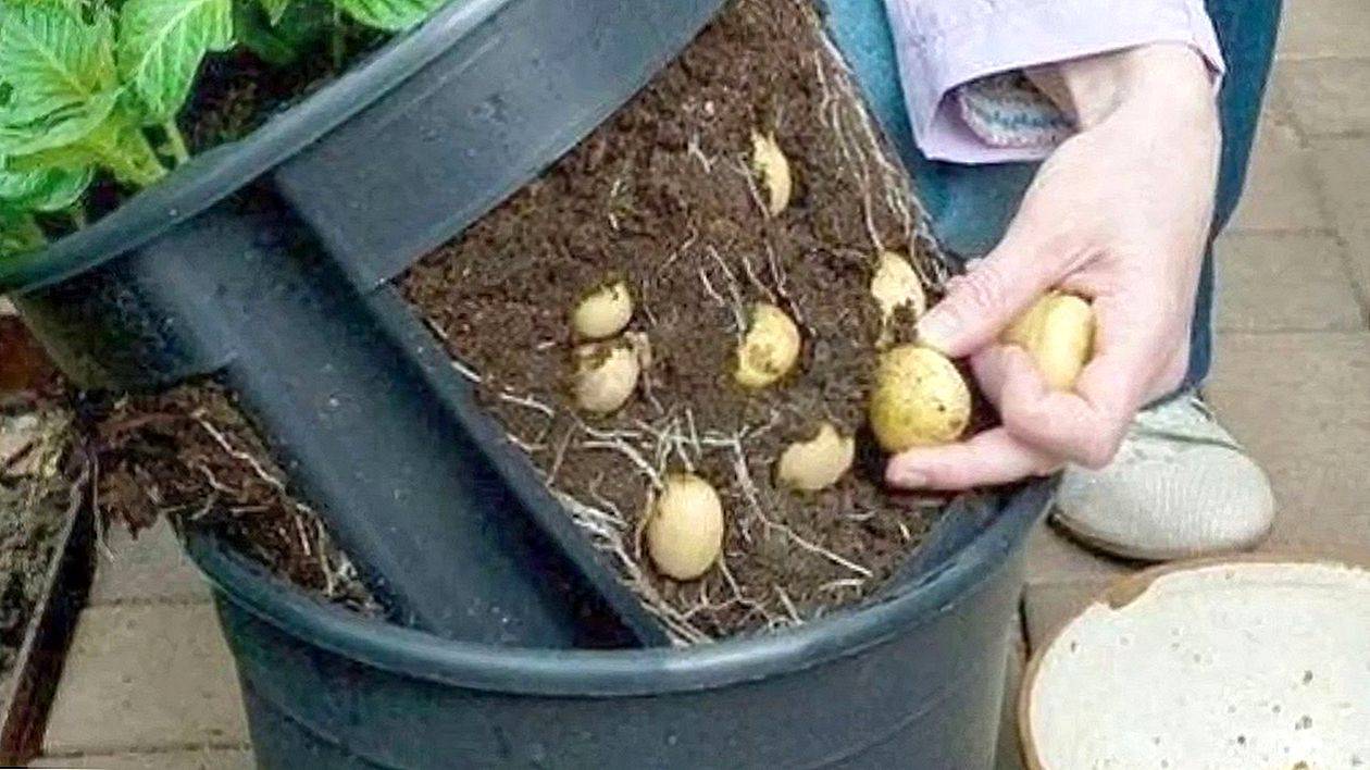 Выращивание картофеля в мешках - секреты, советы, видео