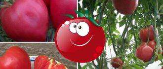 Отличный гибрид для открытого грунта — томат «шеди леди f1»: выращиваем неприхотливые помидоры без хлопот