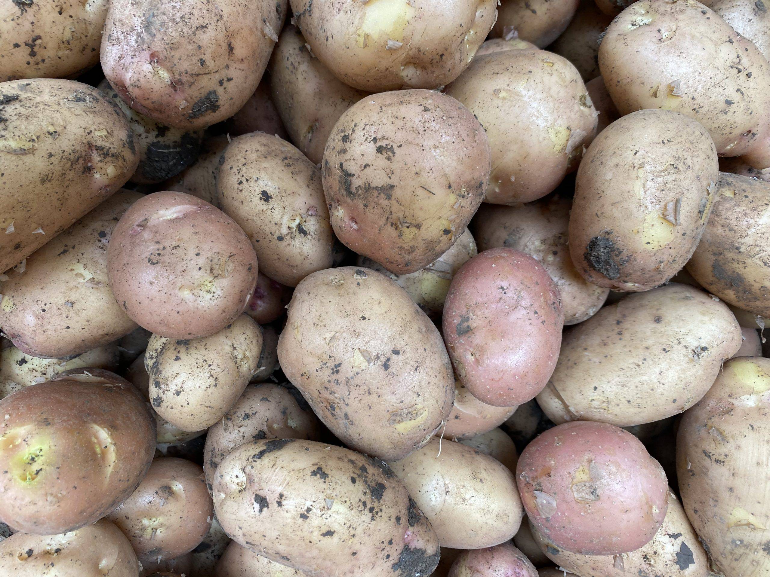 Особенности ухода и выращивания сорта картофеля славянка, а также фото и описание