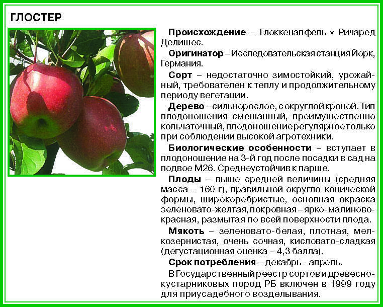 Яблоня спартан: описание сорта, фото, отзывы
