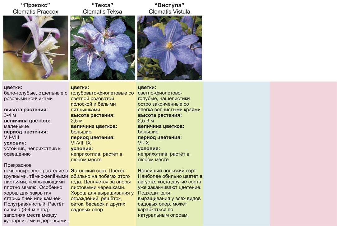 Сорта клематиса: сорта 3 группы, обрезка, посадка, выращивание и уход - sadovnikam.ru