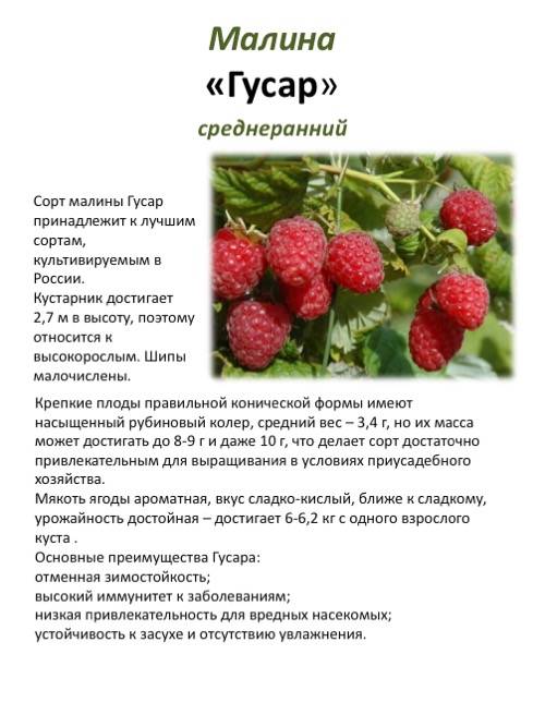 Описание малины красная гвардия: фото сорта, правила посадки и выращивания