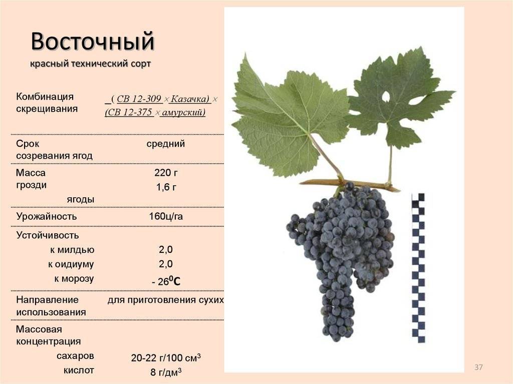 Описание винограда сорта саперави и правила выращивания