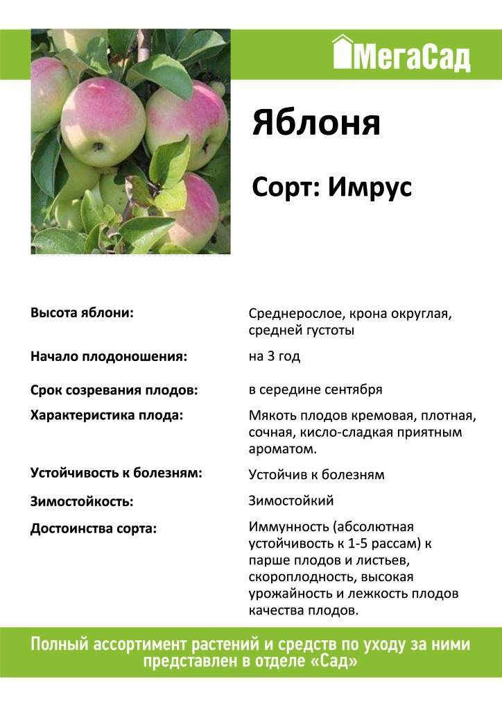 Яблоня болотовское: описание, фото, отзывы