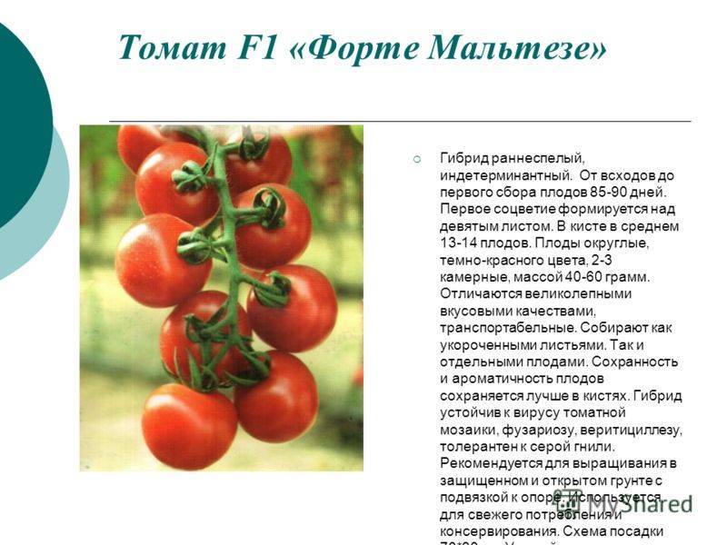 Томат спецназ: отзывы (18), фото, урожайность, характеристика и описание | tomatland.ru