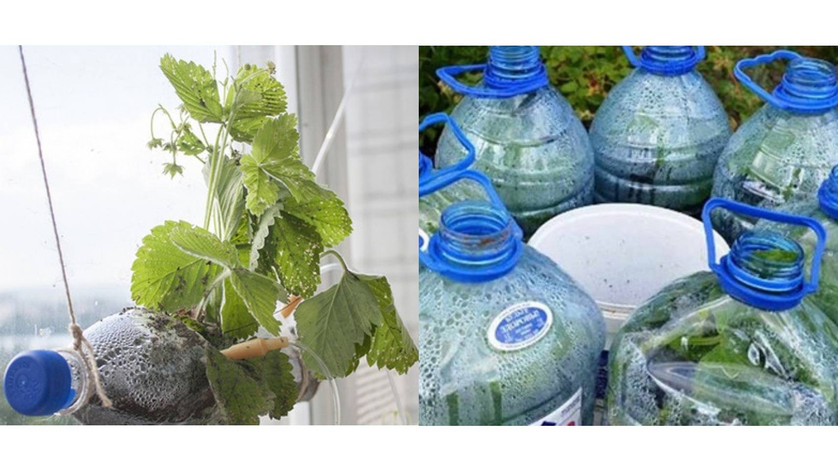 Выращивание огурцов в бутылках: 105 фото и видео правильного содержания огурцов в пластиковой таре