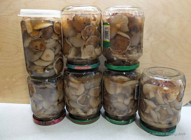 Засолка и маринование грибов сыроежек на зиму холодным, сухим и горячим способом: лучшие рецепты. приготовление консервированных грибов сыроежек с черничной веточкой, гвоздикой, вишневыми и дубовыми л