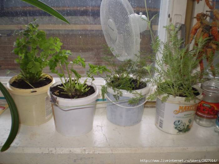 Кинза в домашних условиях на подоконнике: как вырастить из семян, посадка и уход