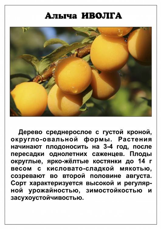 Слива маньчжурская красавица: характеристика и описание сорта, посадка и уход за деревом, фото