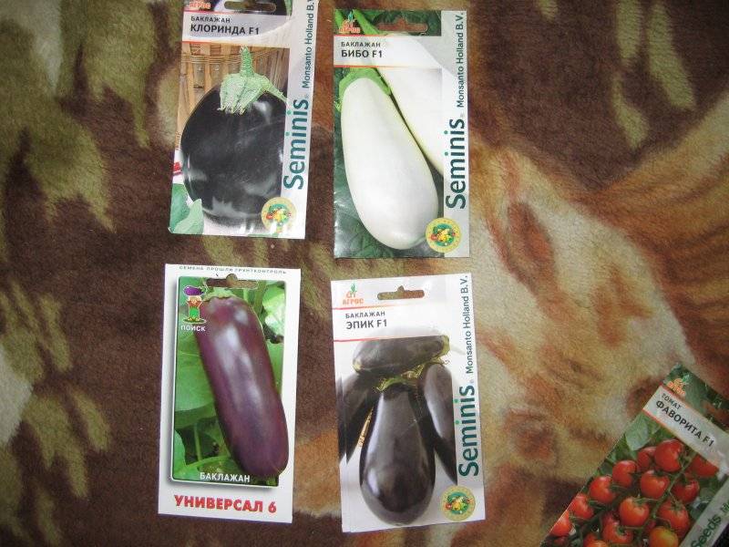 Баклажан клоринда: описание сорта, фото, отзывы, характеристика, урожайность