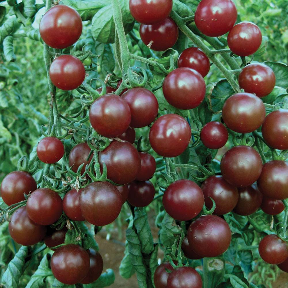 Характеристика и описание сорта томата негритенок, его урожайность