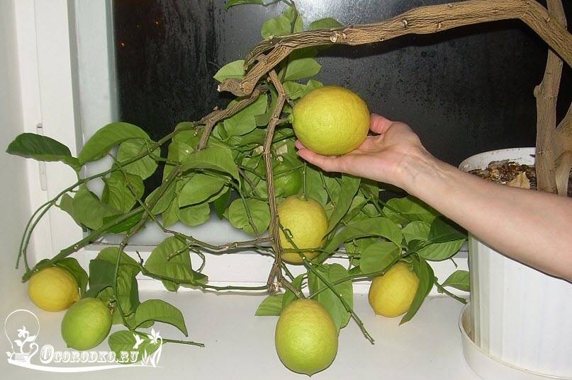 Выращивание комнатного павловского лимона в домашних условиях, описание сорта и уход за ним