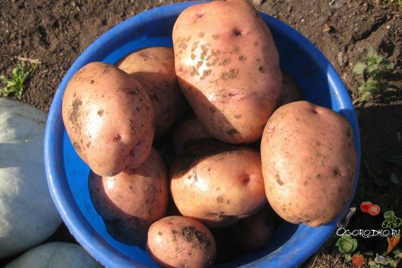 Картофель «жуковский ранний»: описание сорта, фото и отзывы