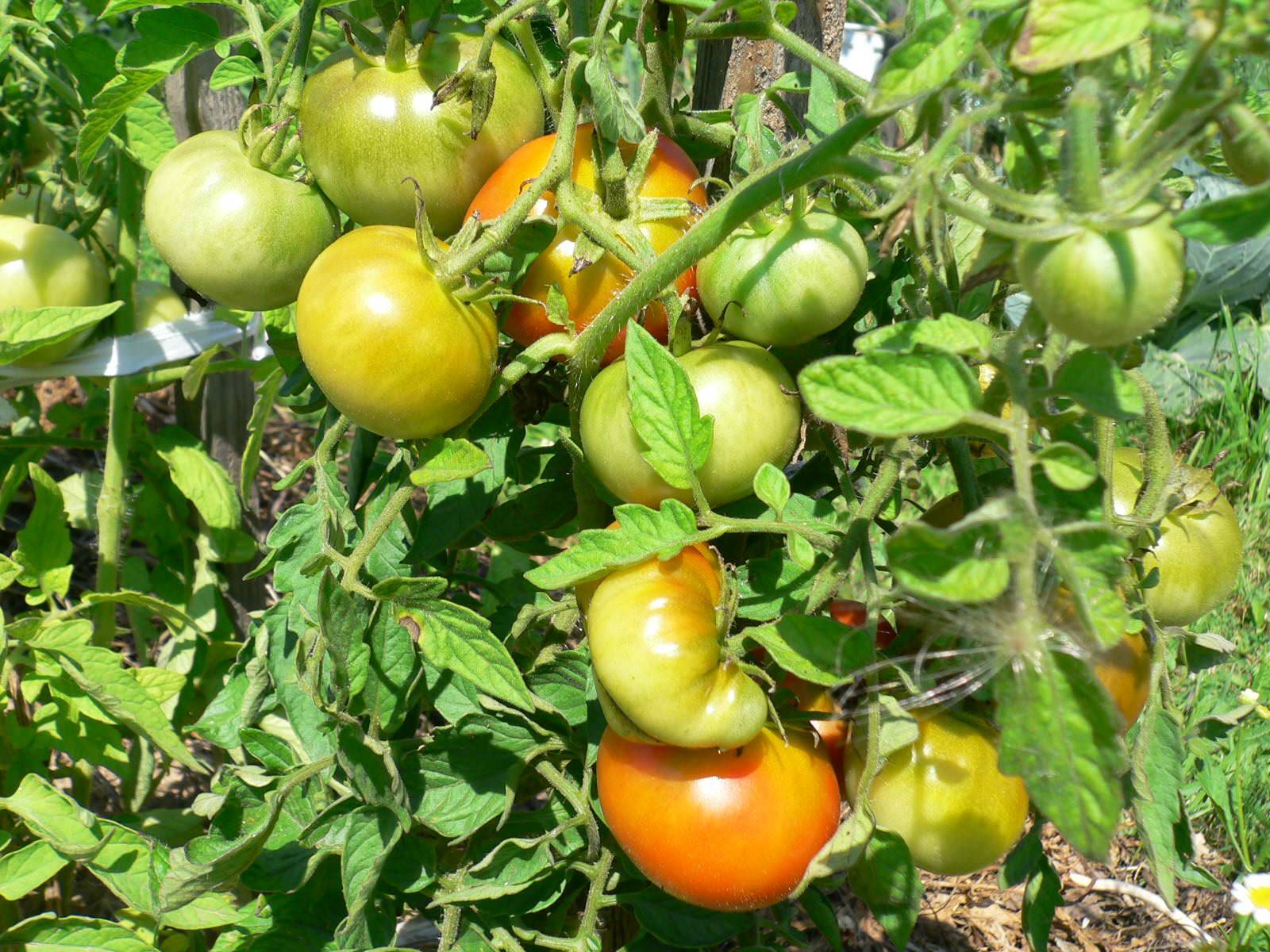 Томат апельсин: описание сорта помидор, фото плодов, отзывы дачников и особенности выращивания