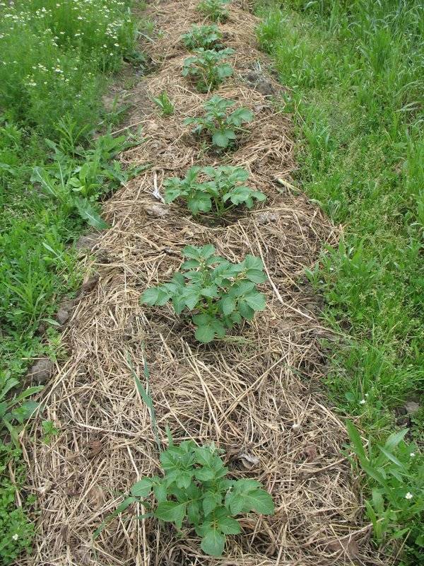 Мульчирование картофеля для увеличения урожая: скошенной травой и другие способы