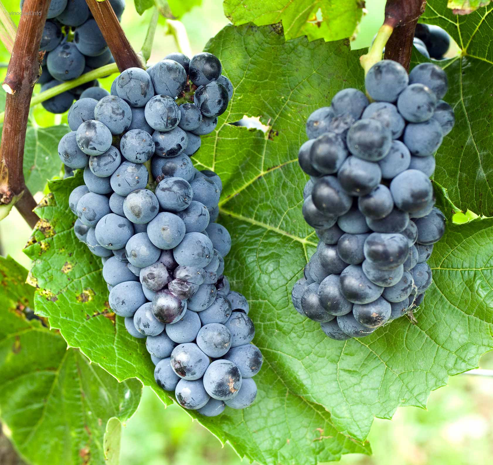 Виноград вэлиант: краткое описание сорта, особенности посадки и ухода, отзывы