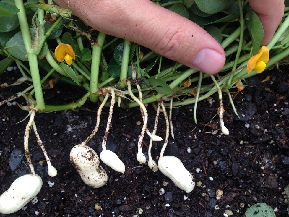 Как посадить арахис в домашних условиях в огороде и в теплице: как правильно сажать и вырастить в средней полосе россии, семена и рассада