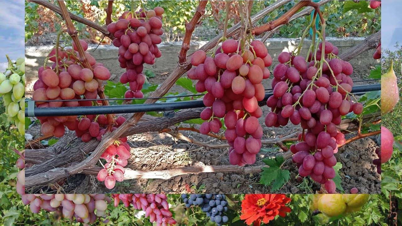 Виноград золотой юбилей: описание сорта, выращивание, фото, видео, отзывы