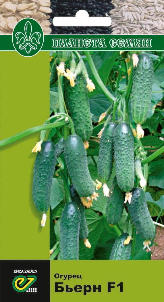 Огурец гуннар: характеристика и описание сорта, особенности выращивания с фото