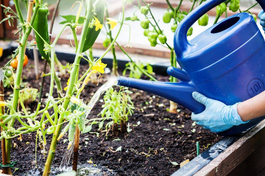 Внекорневая подкормка огурцов мочевиной. Watering Plants.