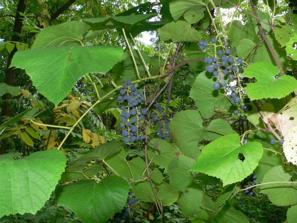 Виноград амурский белый описание сорта - сад и огород