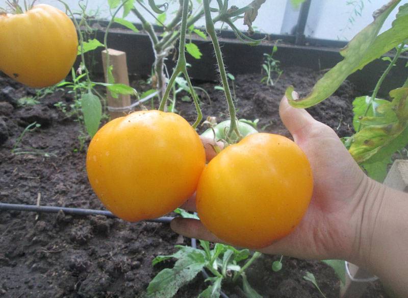 Описание сорта томата казахстанский желтый, его урожайность и выращивание - все о фермерстве, растениях и урожае