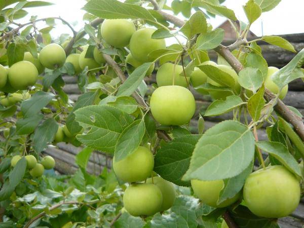 Сорт яблони уральское наливное: фото, описание сорта, отзывы