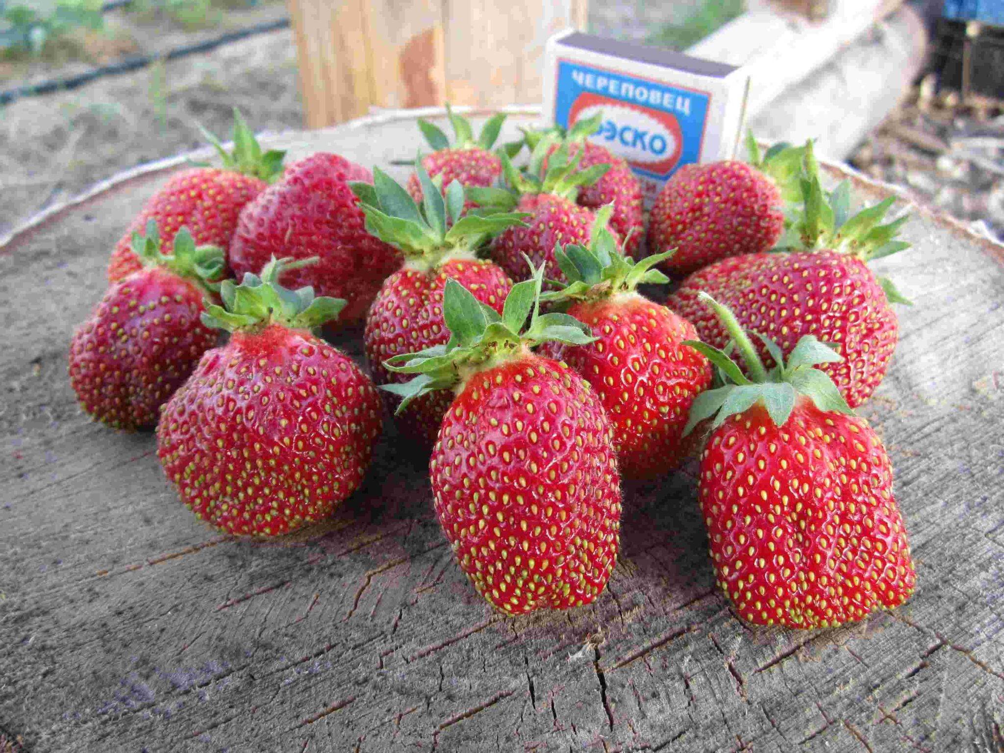 Клубника марышка: характеристика сорта, вкус ягод и урожайность