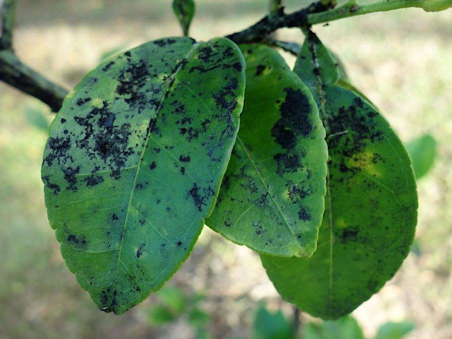 Что делать, если на груше почернели и свернулись листья: способы лечения