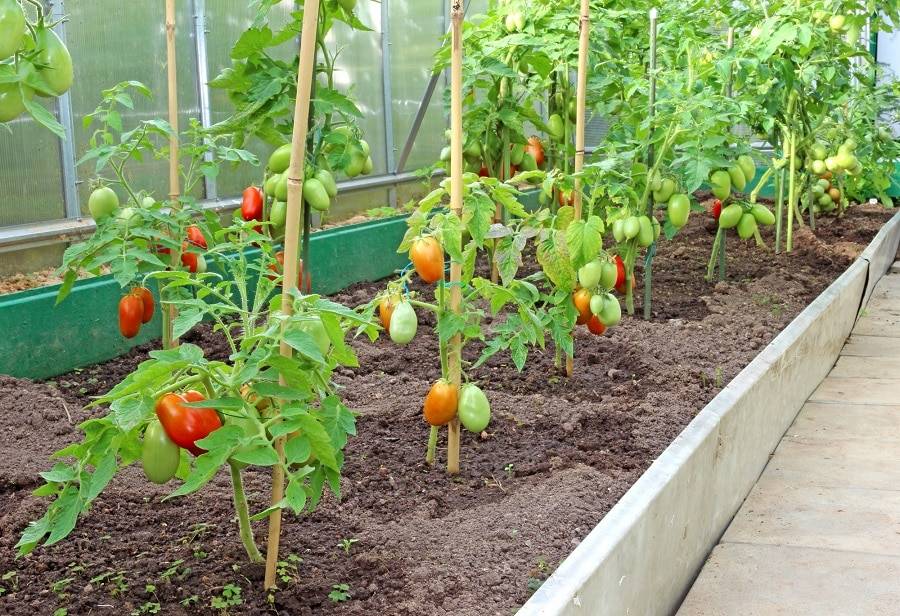 Выращивание помидоров в теплице из поликарбоната (видео)