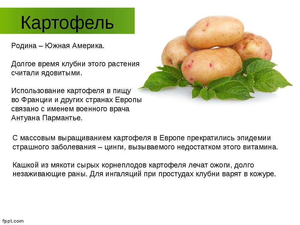 Описание и характеристика картофеля сорта «наташа»