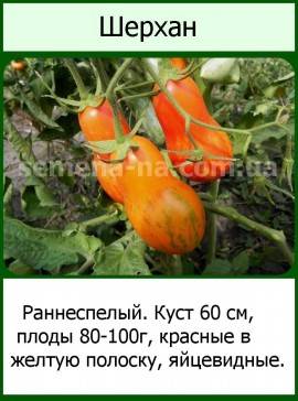 Популярные перцевидные сорта томатов, их качественные характеристики