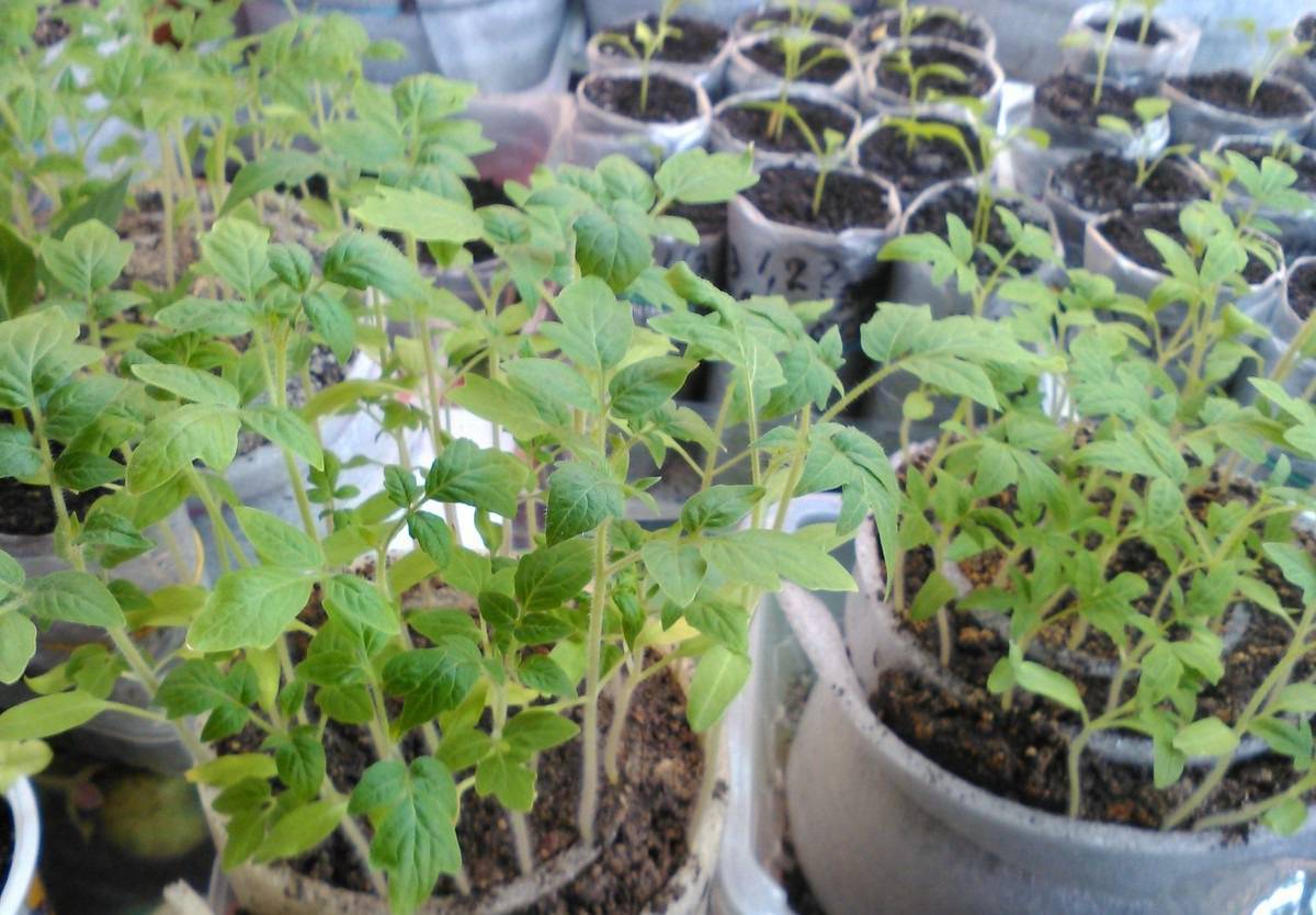 Посадка томатов в улитку на рассаду: как посеять и вырастить с видео