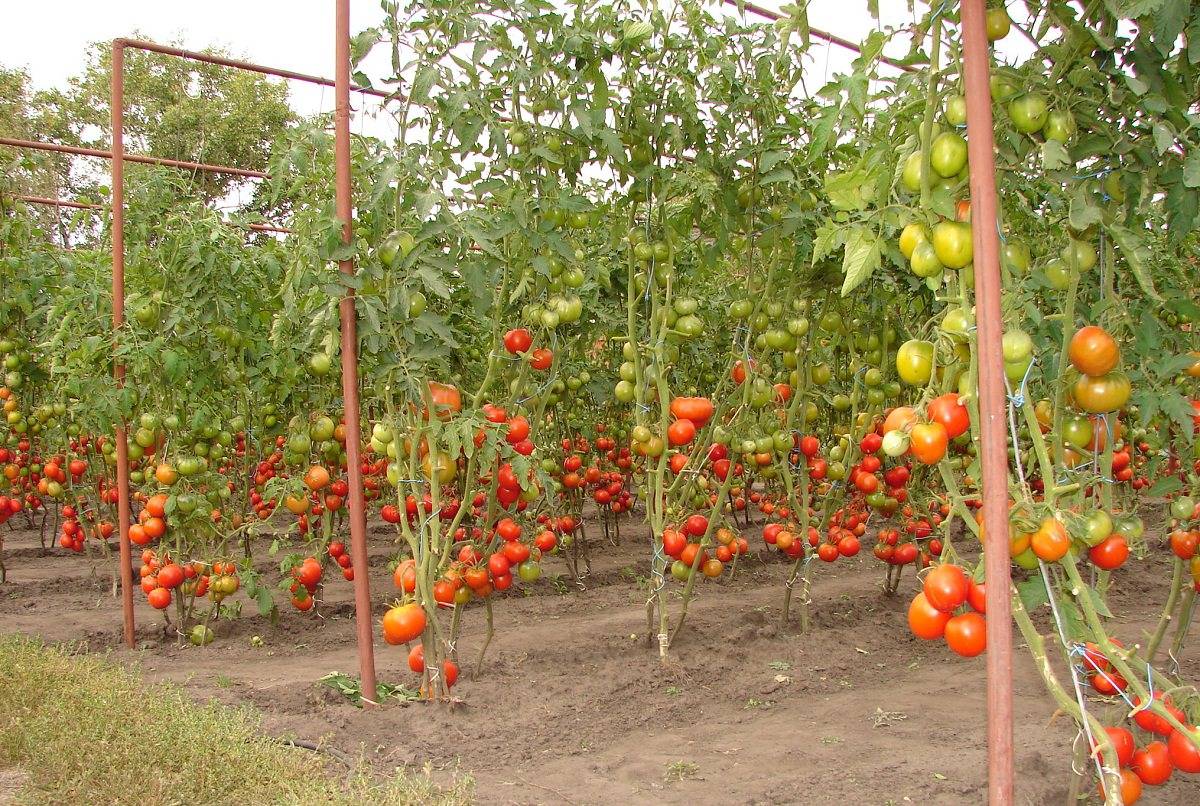 Шпалера для помидоров своими руками: как правильно сделать и установить опоры. простые схемы, чертежи и 105 фото шпалер