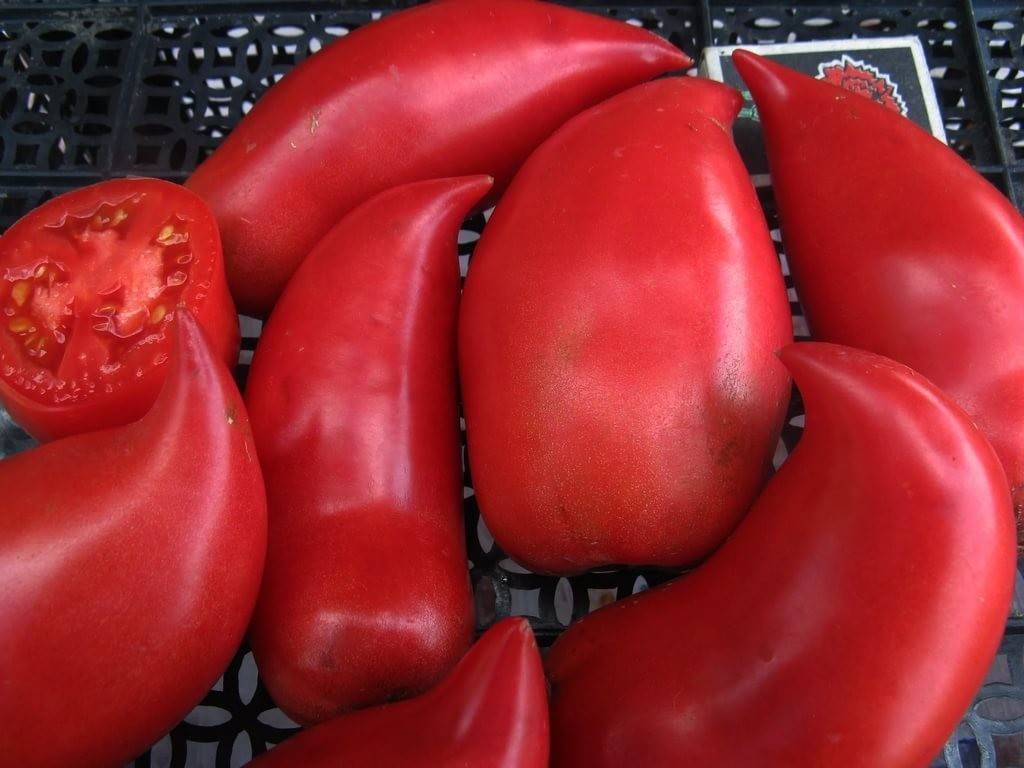 Среднеспелый сорт с приятным вкусом и мощными кустами — томат «капия розовая»