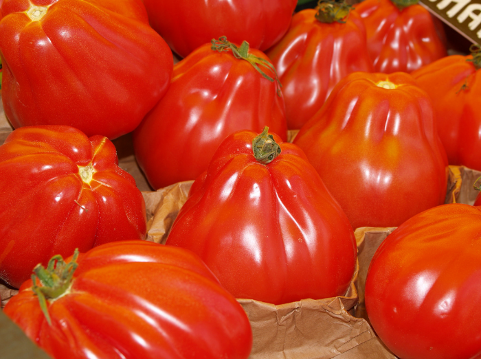 Томат мажор f1: характеристика и описание сорта, отзывы тех кто сажал помидоры об их урожайности, видео и фото семян | сортовед