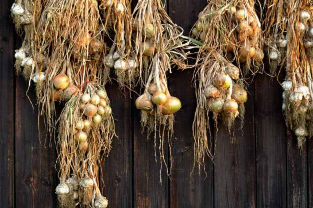 Репчатый лук — правильно собираем урожай и готовим к хранению