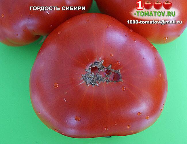 Сорт томатов гордость сибири: описание, характеристика и отзывы тех, кто сажал, фото, а также особенности выращивания